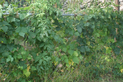 Kentucky Wonder Pole Beans