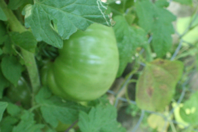 Infant Big Boy Tomato