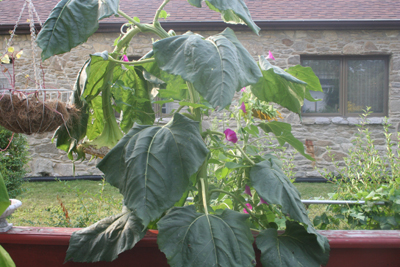 Giant Sunflower