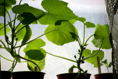 Zucchini almost ready