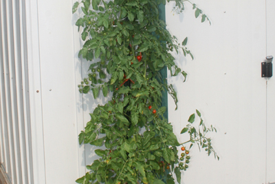 Little Cherry Tomatoes