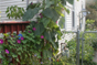 Morning Glories, Giant Sunflower and Cucumbers