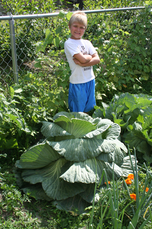 Image of Jon's Huge Cabbage click for more information